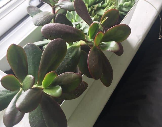 Why is my Jade Plant Turning Purple? Plants Craze