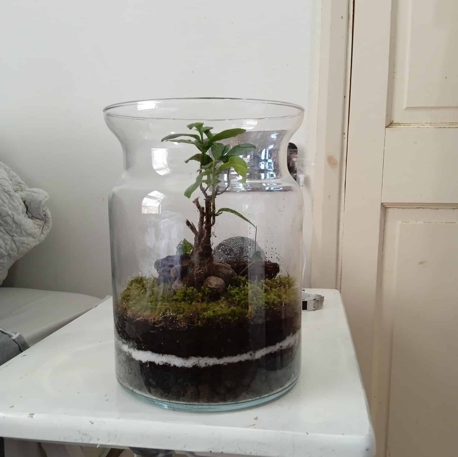 Image represents LECA balls inside a mini terrarium