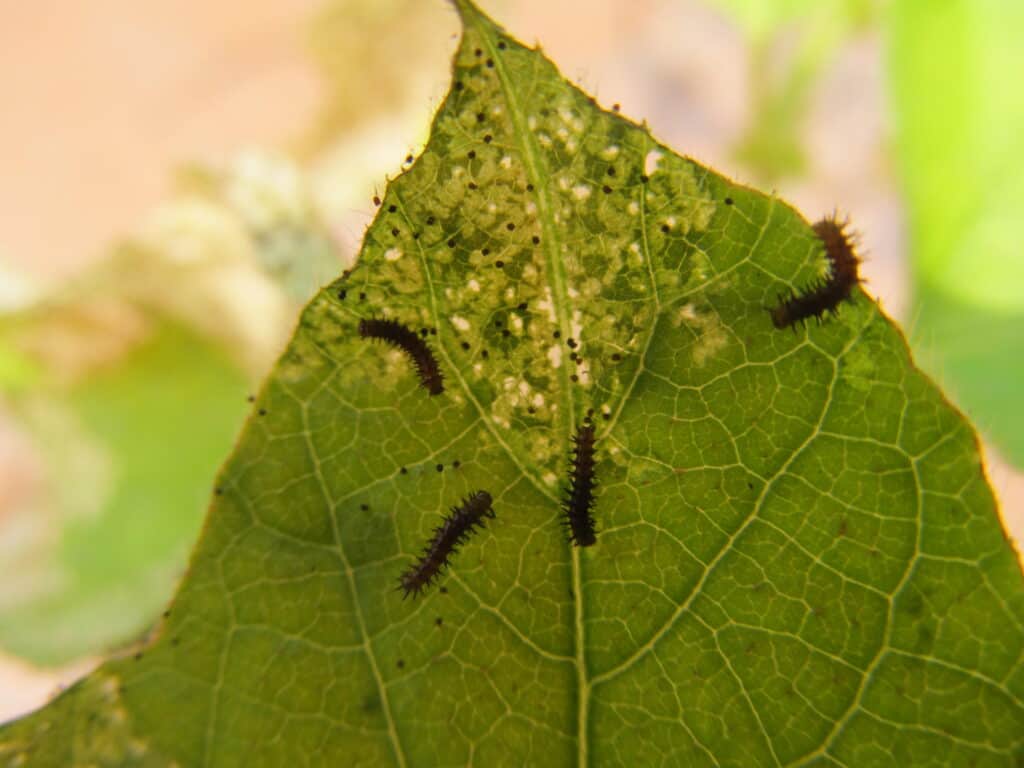 Leaf infested with insects