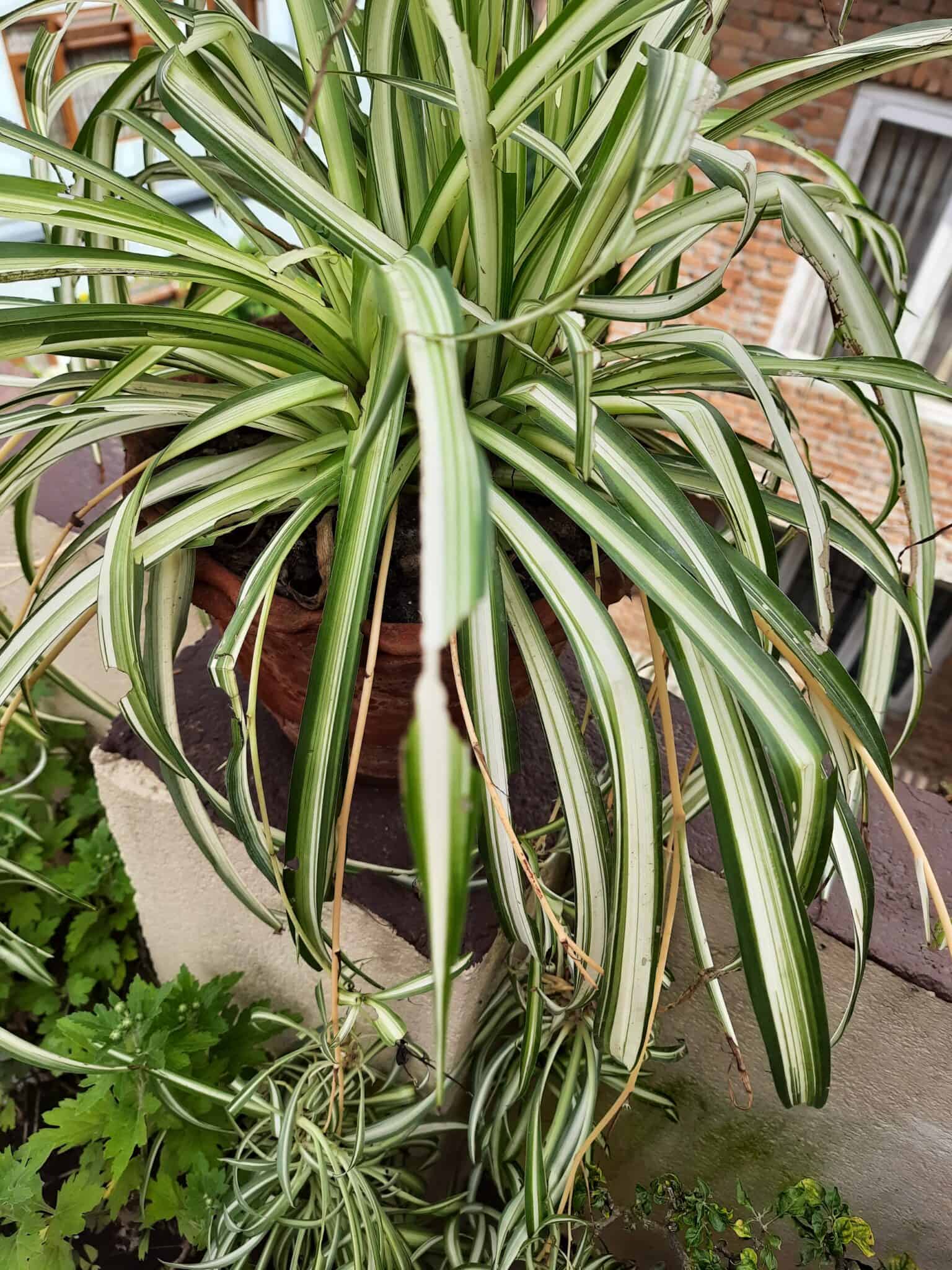 12 Spider Plant Problems and Their Solutions - Plants Craze