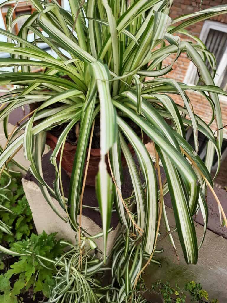 Limp and Droopy Spider Plant