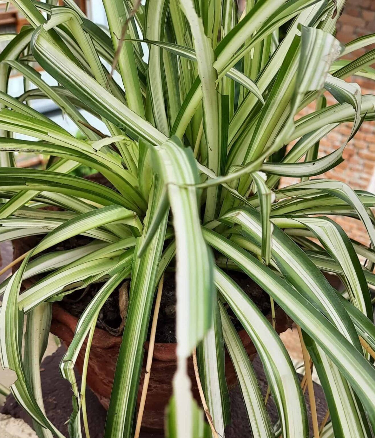 How Much Light does a Spider Plant Require?