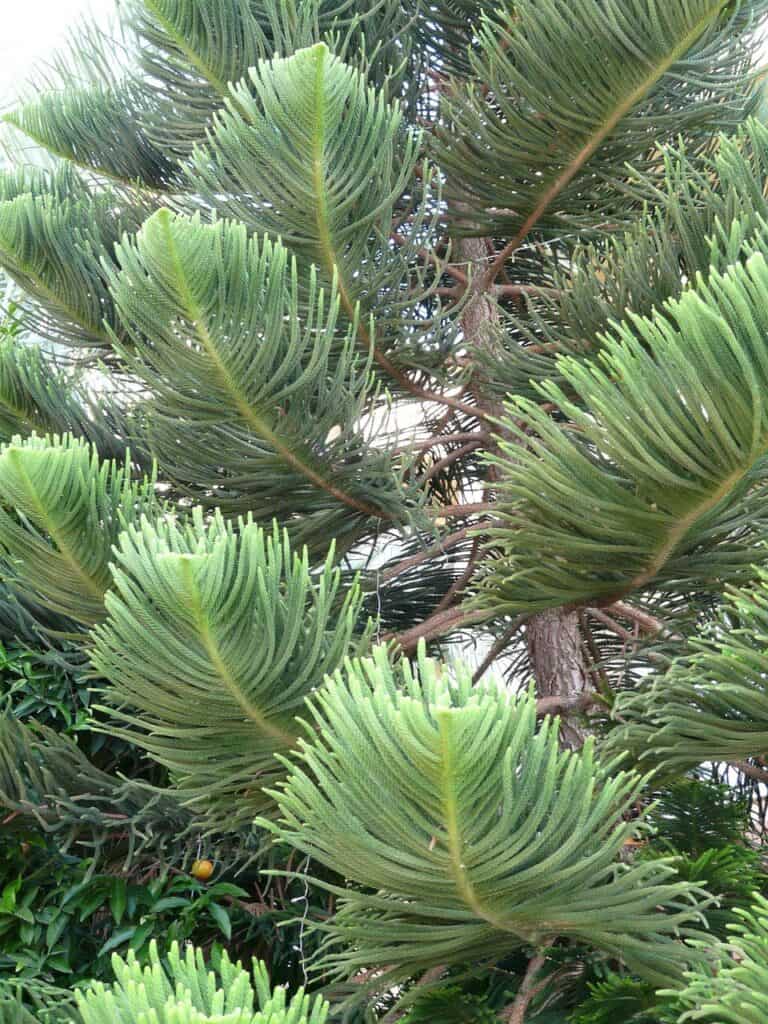 Norfolk Pine Tree