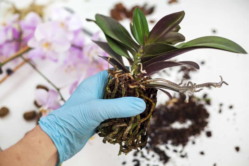 Why Are My Orchid Leaves Drooping? - Plants Craze