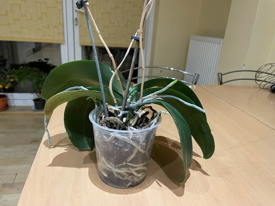 Orchid Leaves And Flowers Drooping Best Flower Site