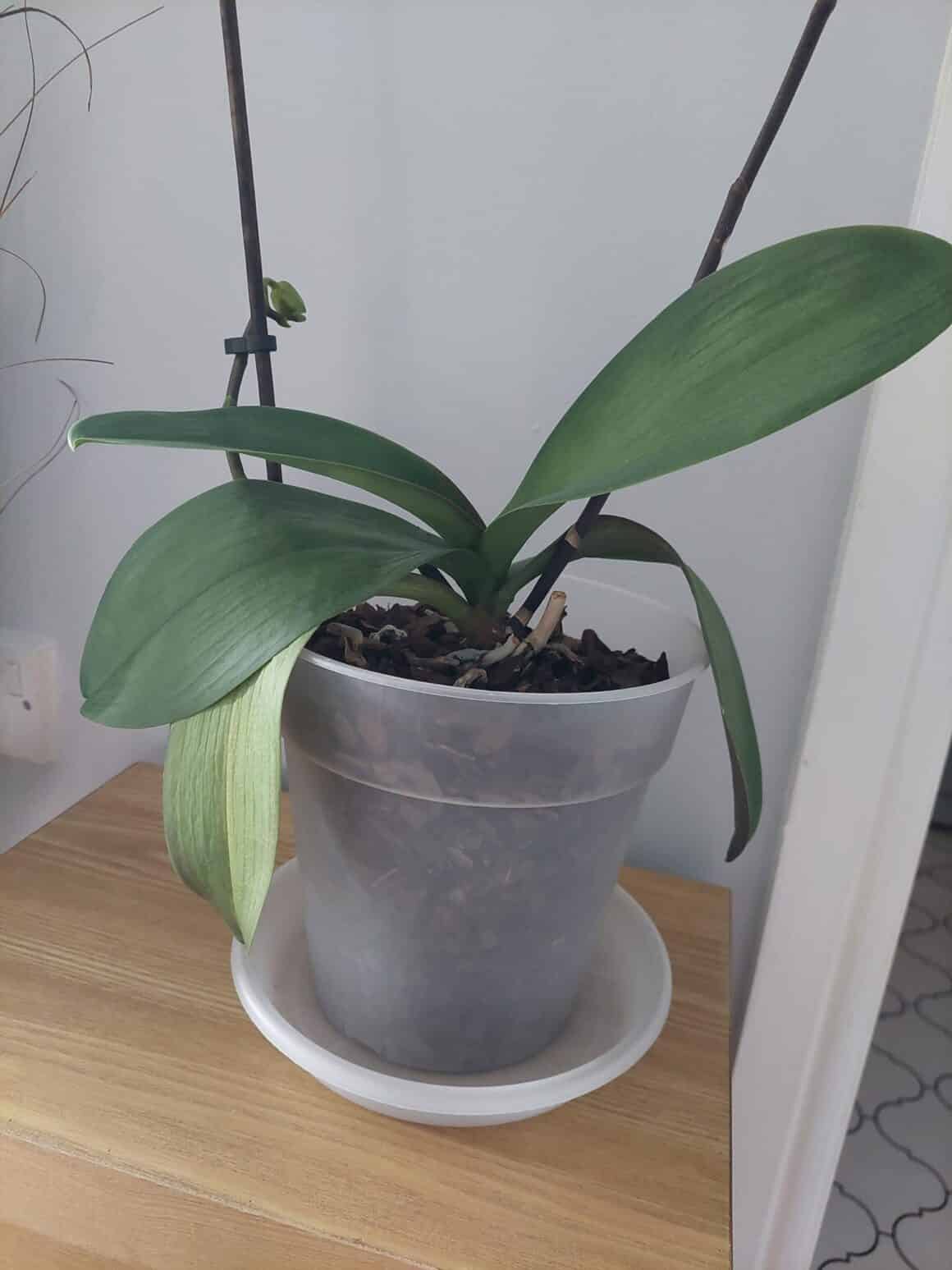 Why Are My Orchid Leaves Drooping? Plants Craze