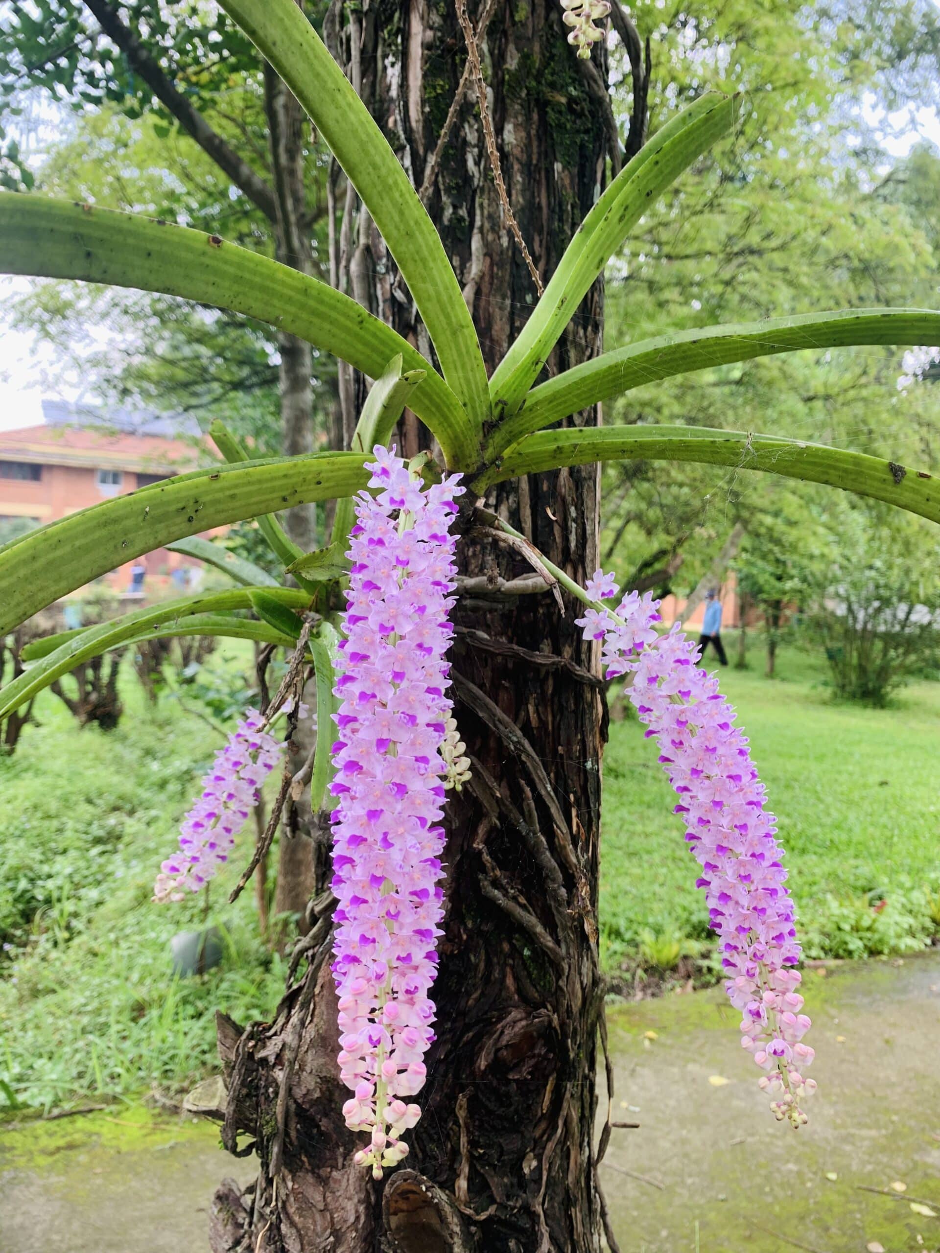 Blooming Orchid plant