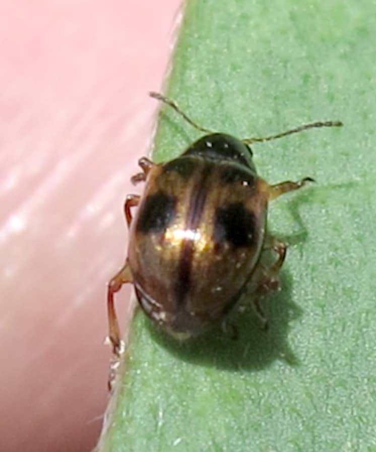 Strawberry rootworm