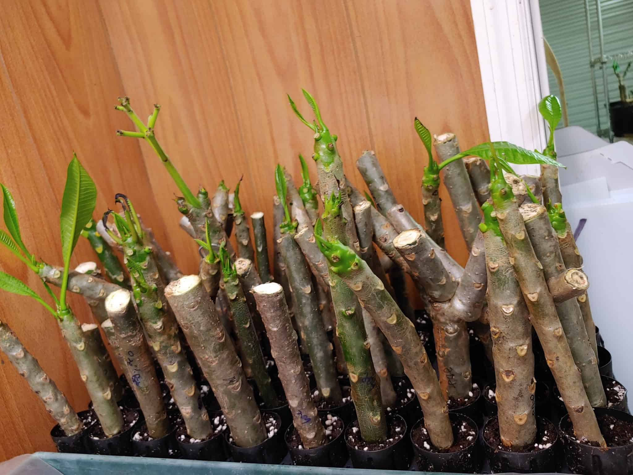 Plant Plumeria Cuttings! [Best Takes and Tips] - Plants Craze