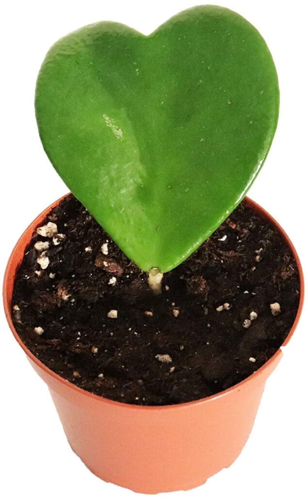 A Complete Guide to Hoya Propagation - Plants Craze