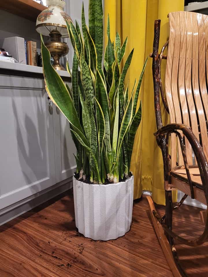 Image represents repotted Snake Plant