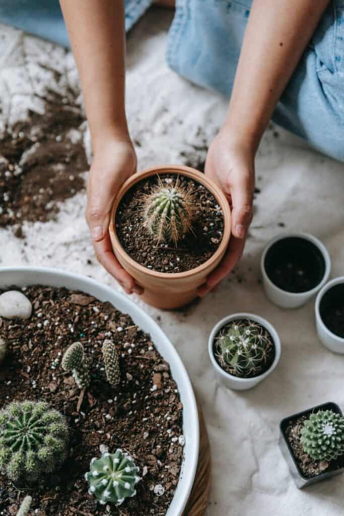 Repotting the Cactus