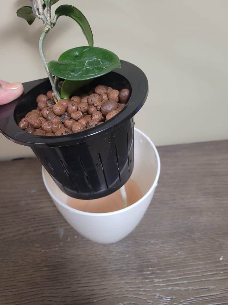 How to Use LECA Balls? [Incredible Tips] Plants Craze