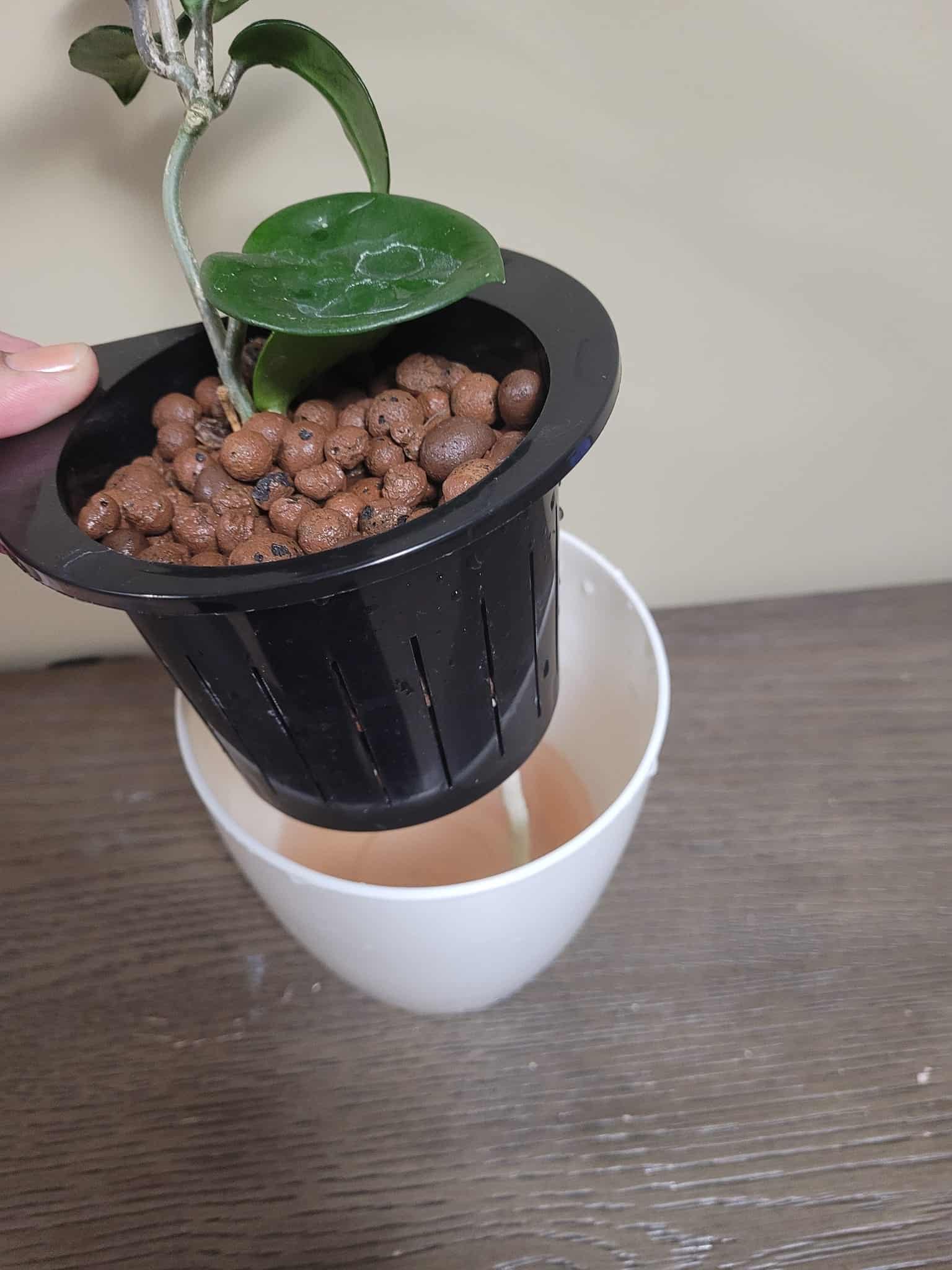 Image represents a self-watering pot containing LECA balls