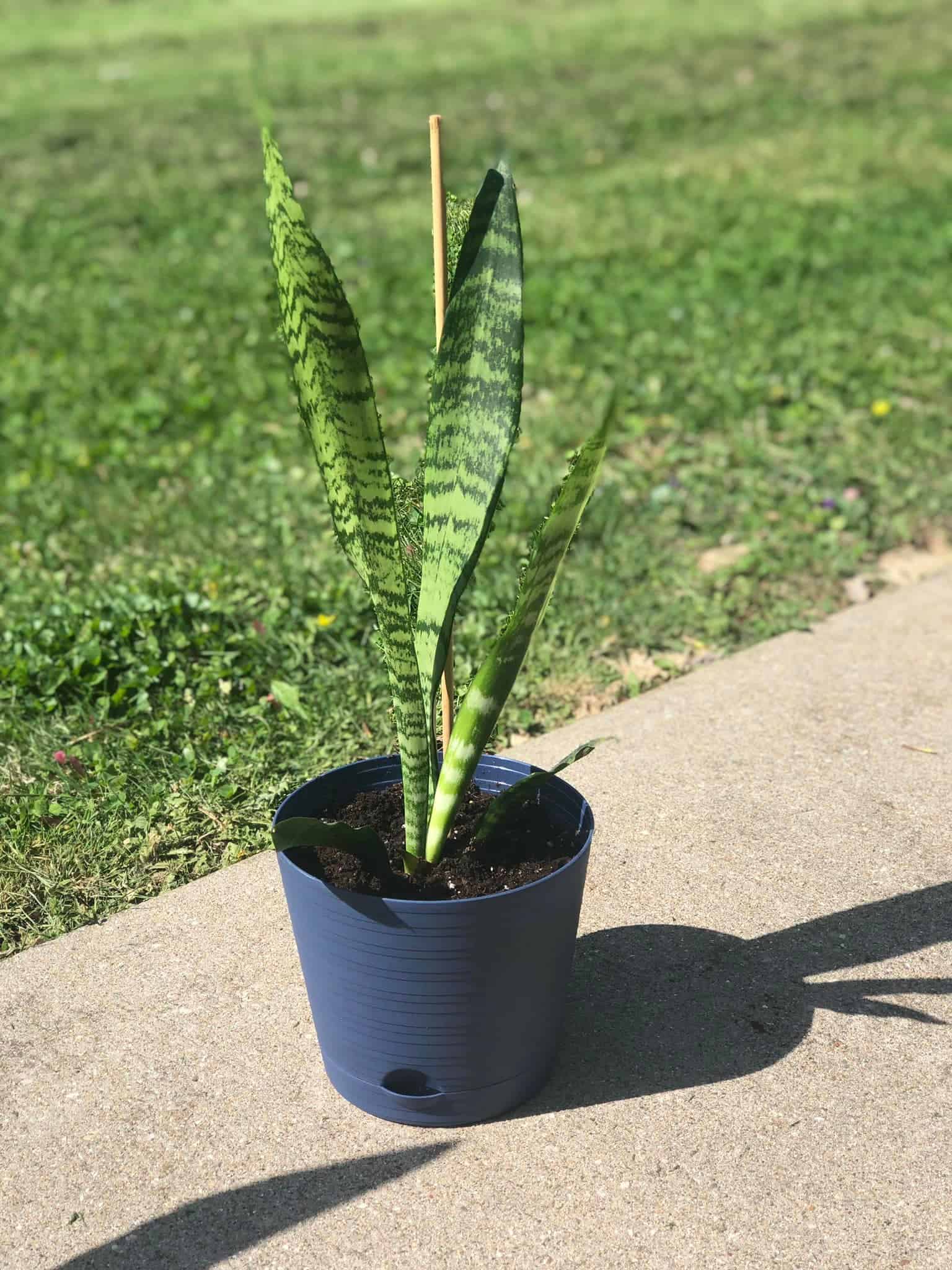 Image represents Snake Plant growing in a plastic planter with basal tray