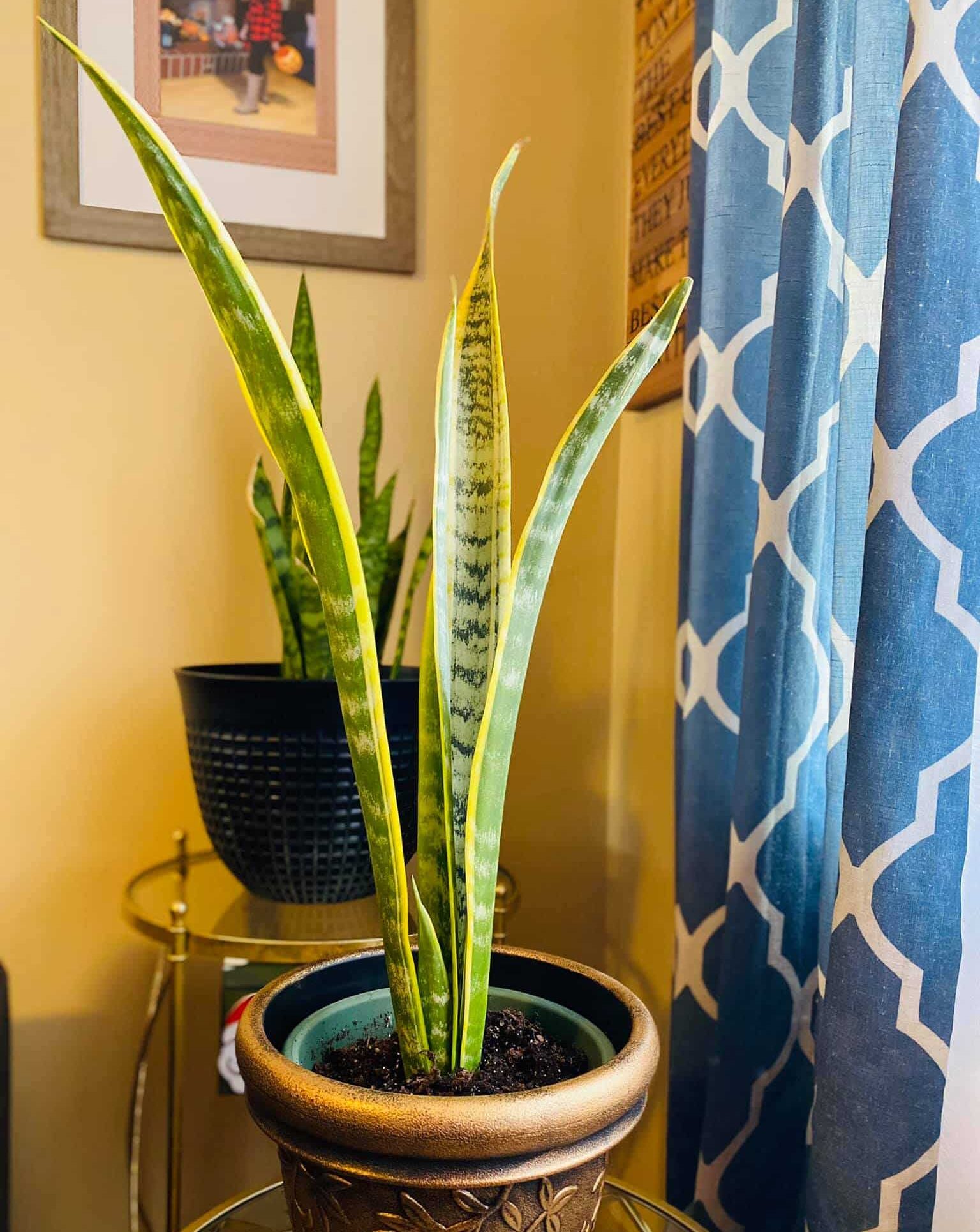 Gorgeous Snake plants