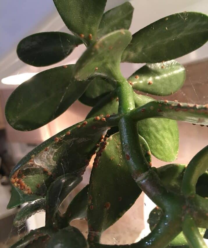 Image represents pest infestation in Jade Plant