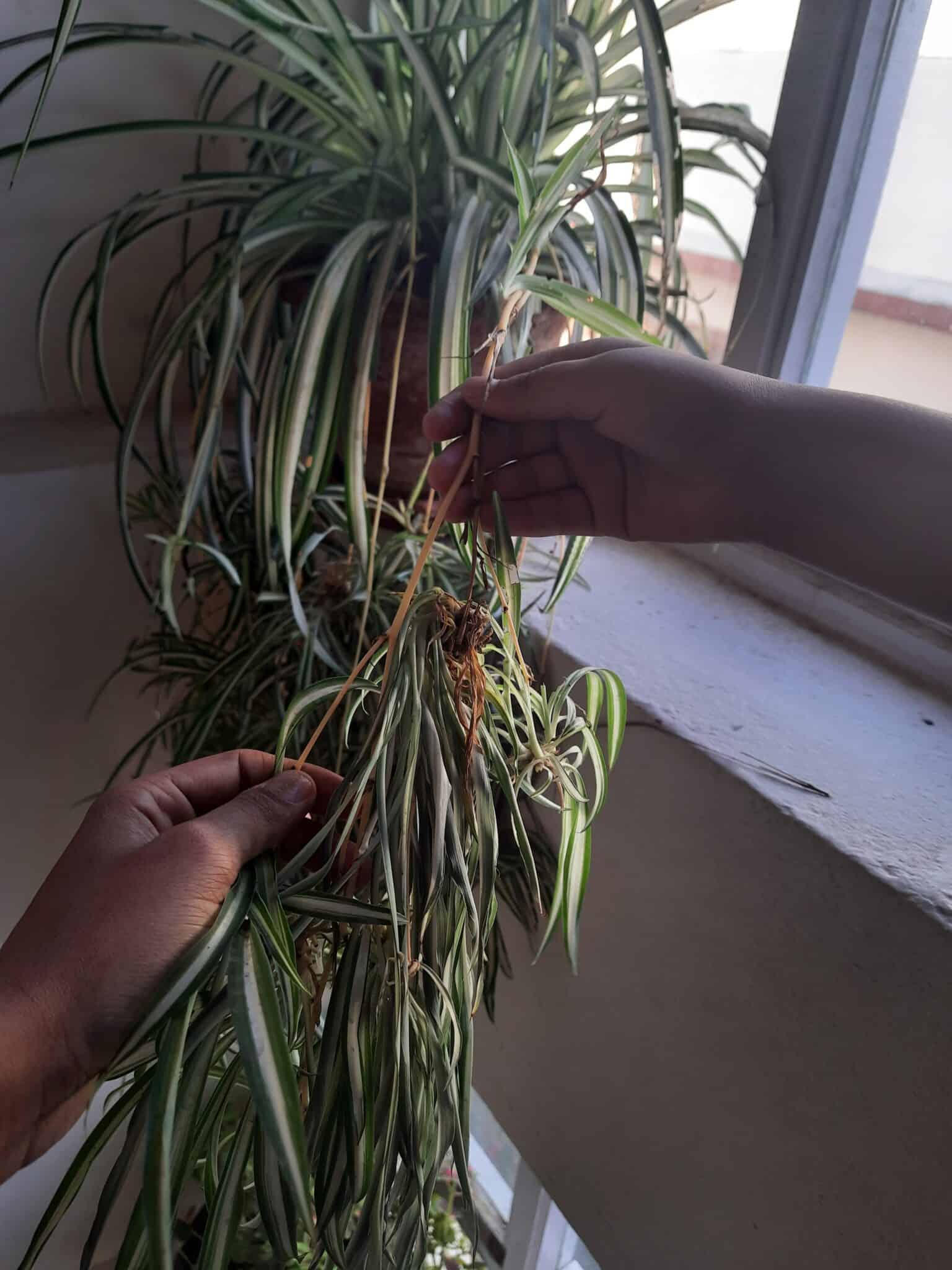 12 Spider Plant Problems and Their Solutions Plants Craze