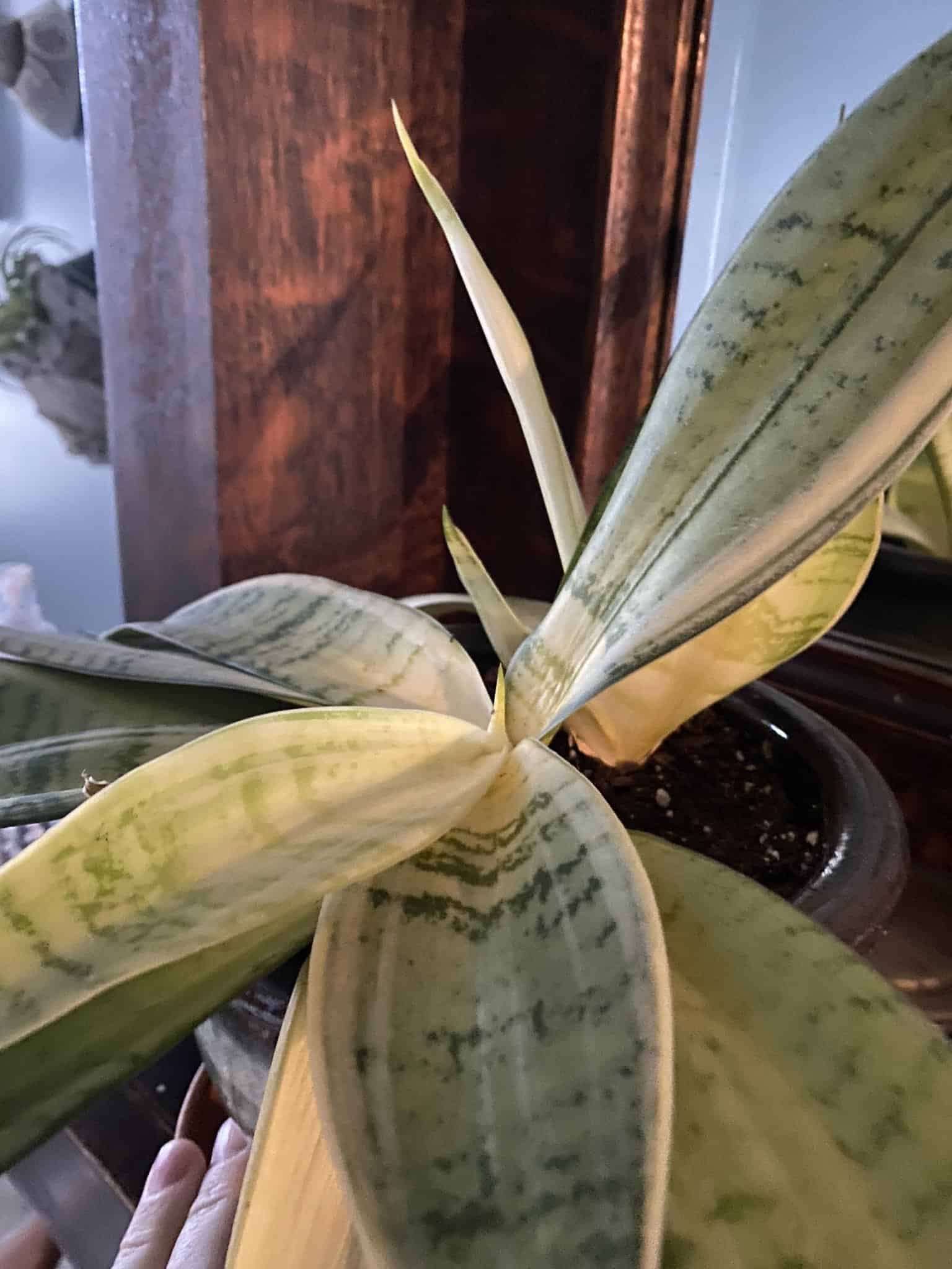 The leaves of Snake plant is drooped and totally collapsed with yellowing.