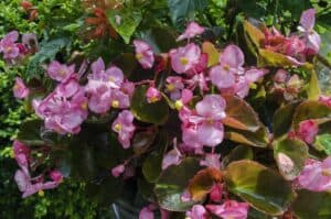 Are Begonias Poisonous to Cats and Dogs?