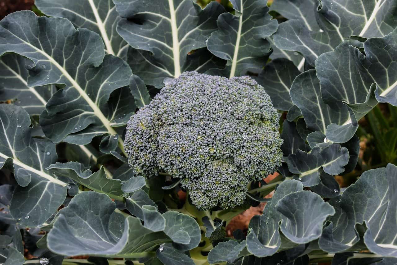 Healthy Green Broccoli