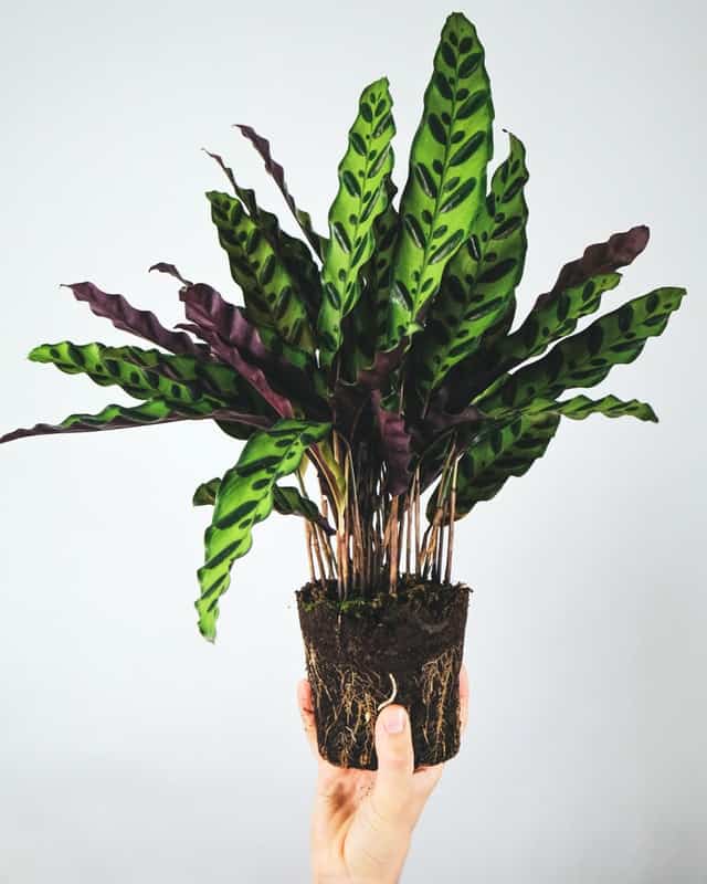 Calathea lancifolia