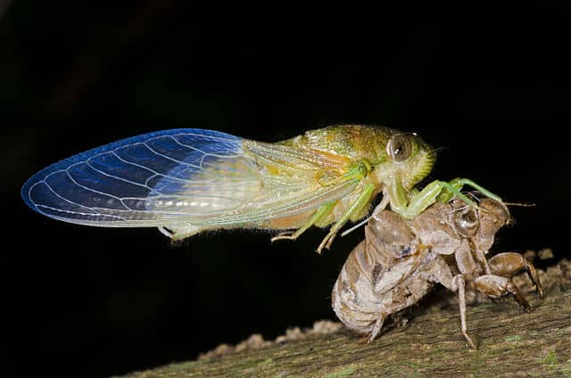 Cicada emerging from pupae