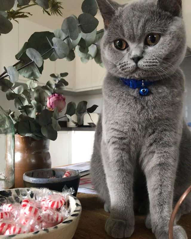 Eucalyptus near cat