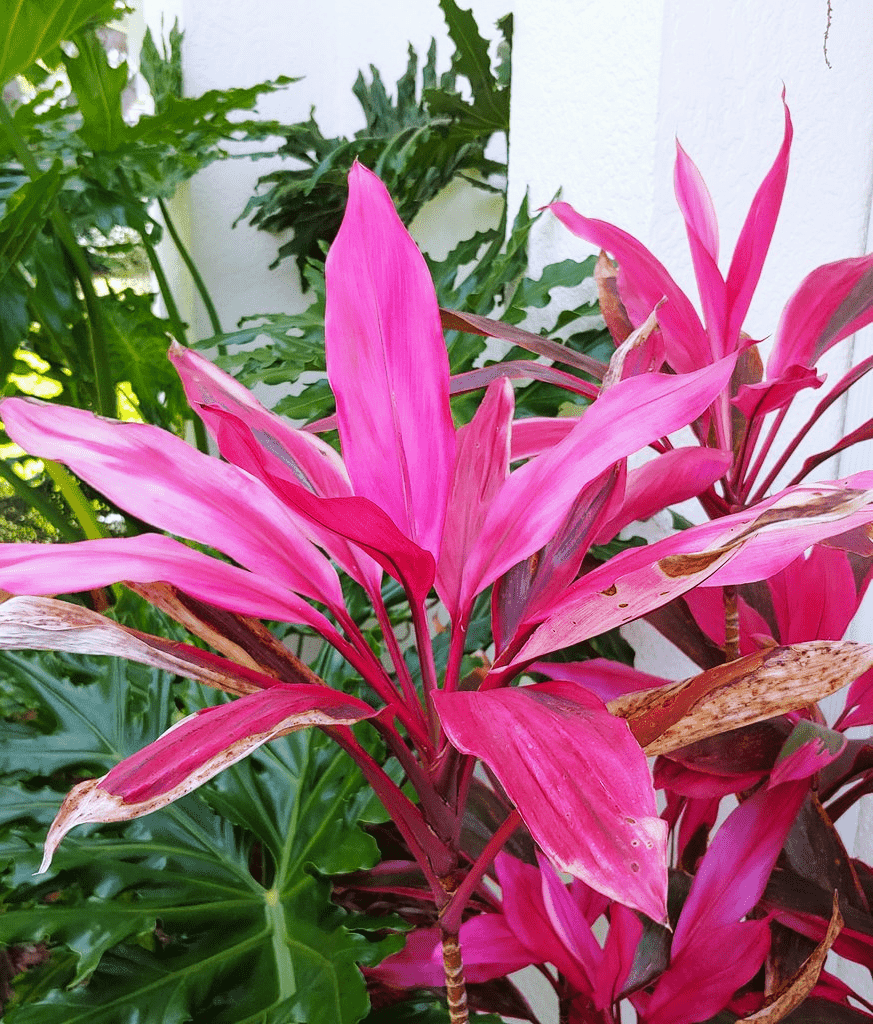 Hawaiian ti plant with philodendron house plant in the background