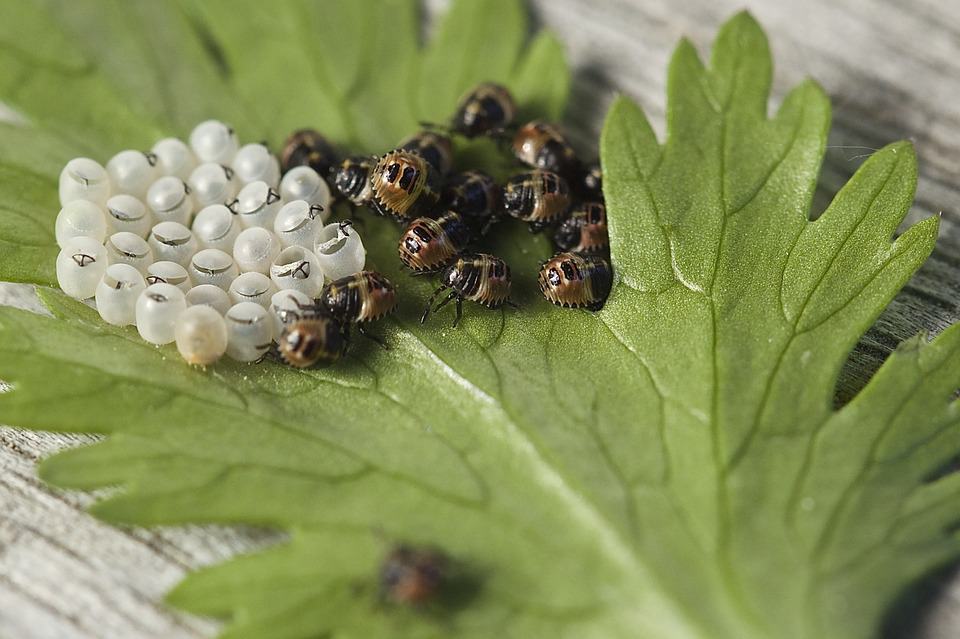 Top 10+ Cluster Yellow Insect Eggs Identification