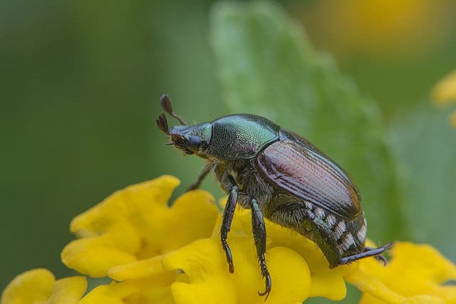 Japanese beetle