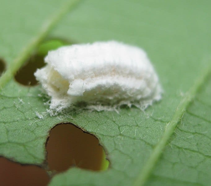 Egg Identification Please! Cluster Of White Eggs On A Door, 51% OFF