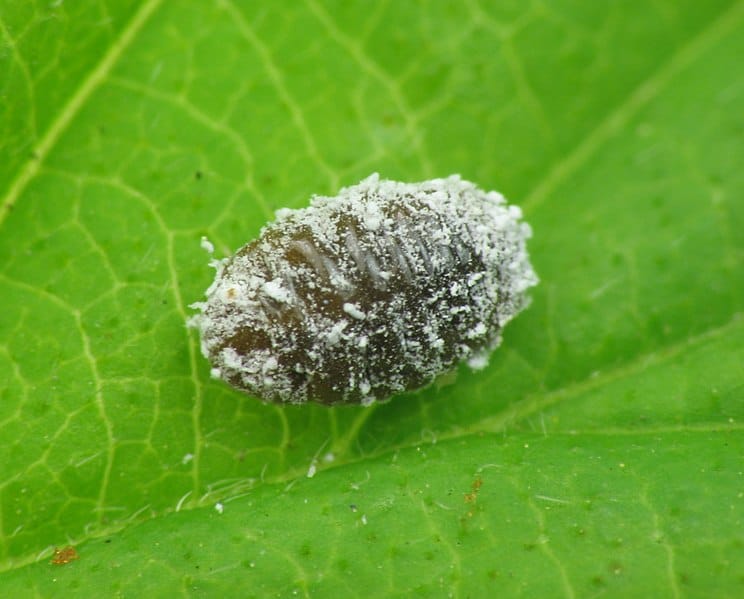 Mealybug on a leaf