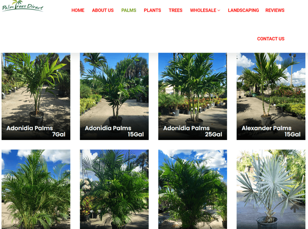 Where to Buy Palm Trees? Plants Craze