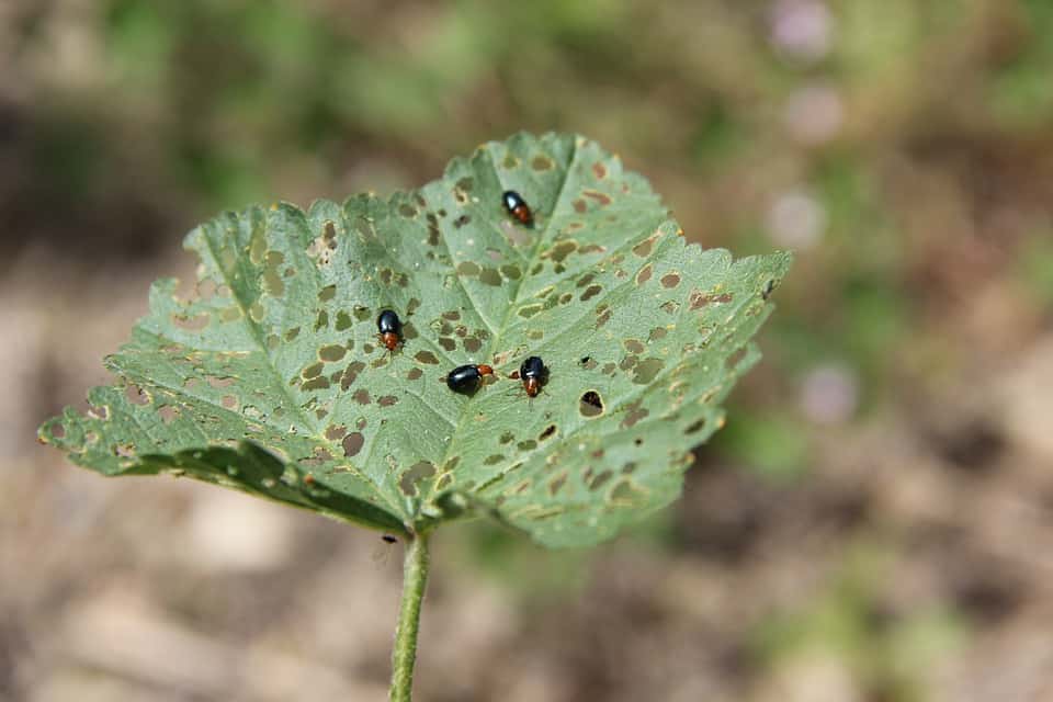 Pests feasting and turning the leaves to have brown spots