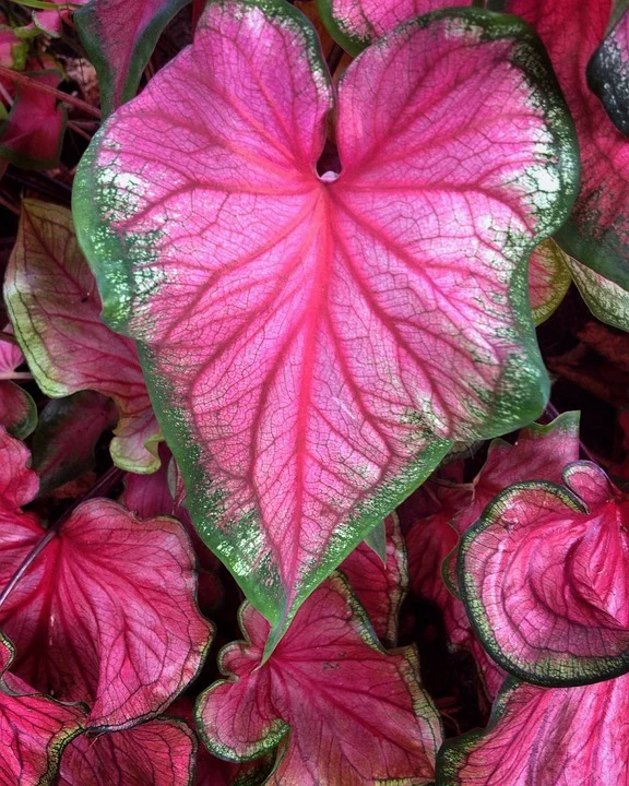 Floral & Garden Crafts & Jumbo 2-12 to 3-12 Humongous Mammoth Caladium