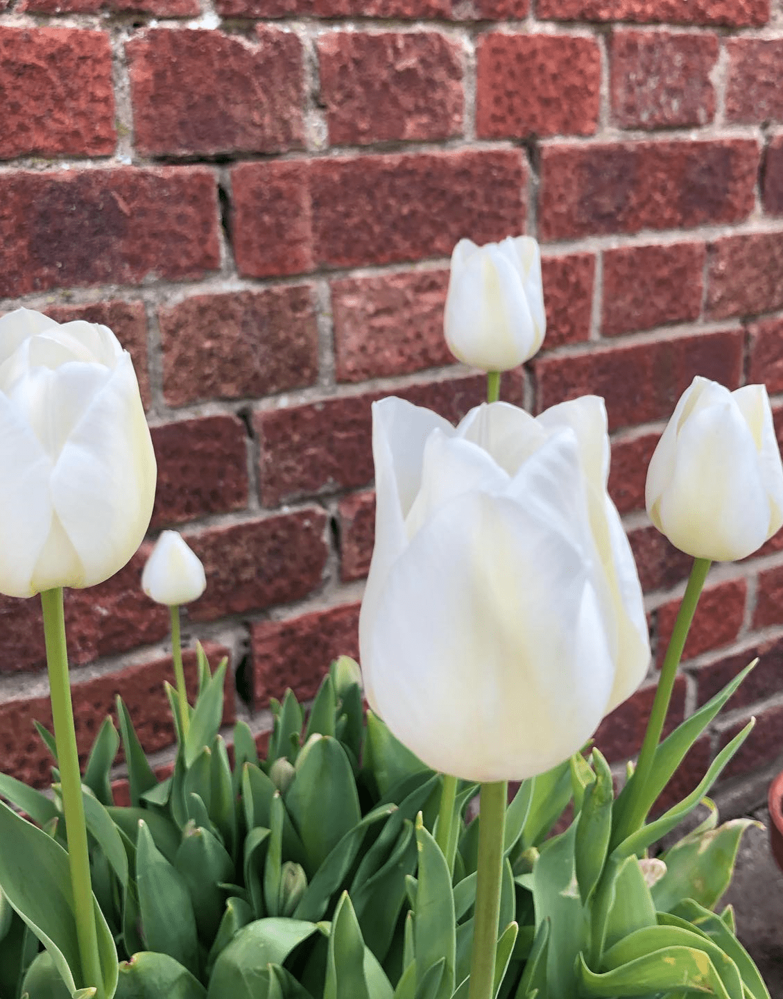 white purissima tulip