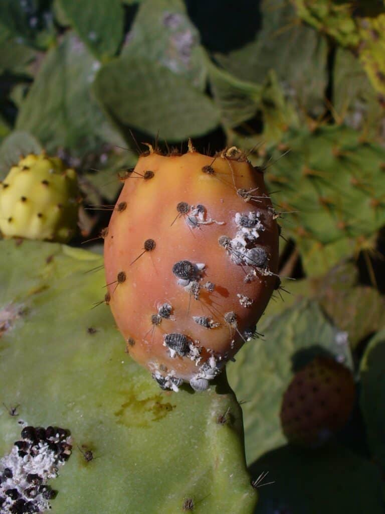 scale-insect-on-cactus