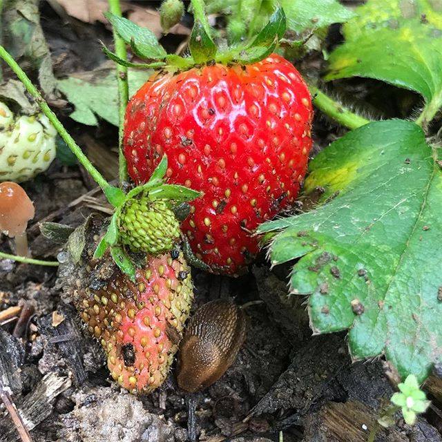 Image represents a slug eating strawberry fruit