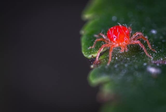 Two-spotted spider mite