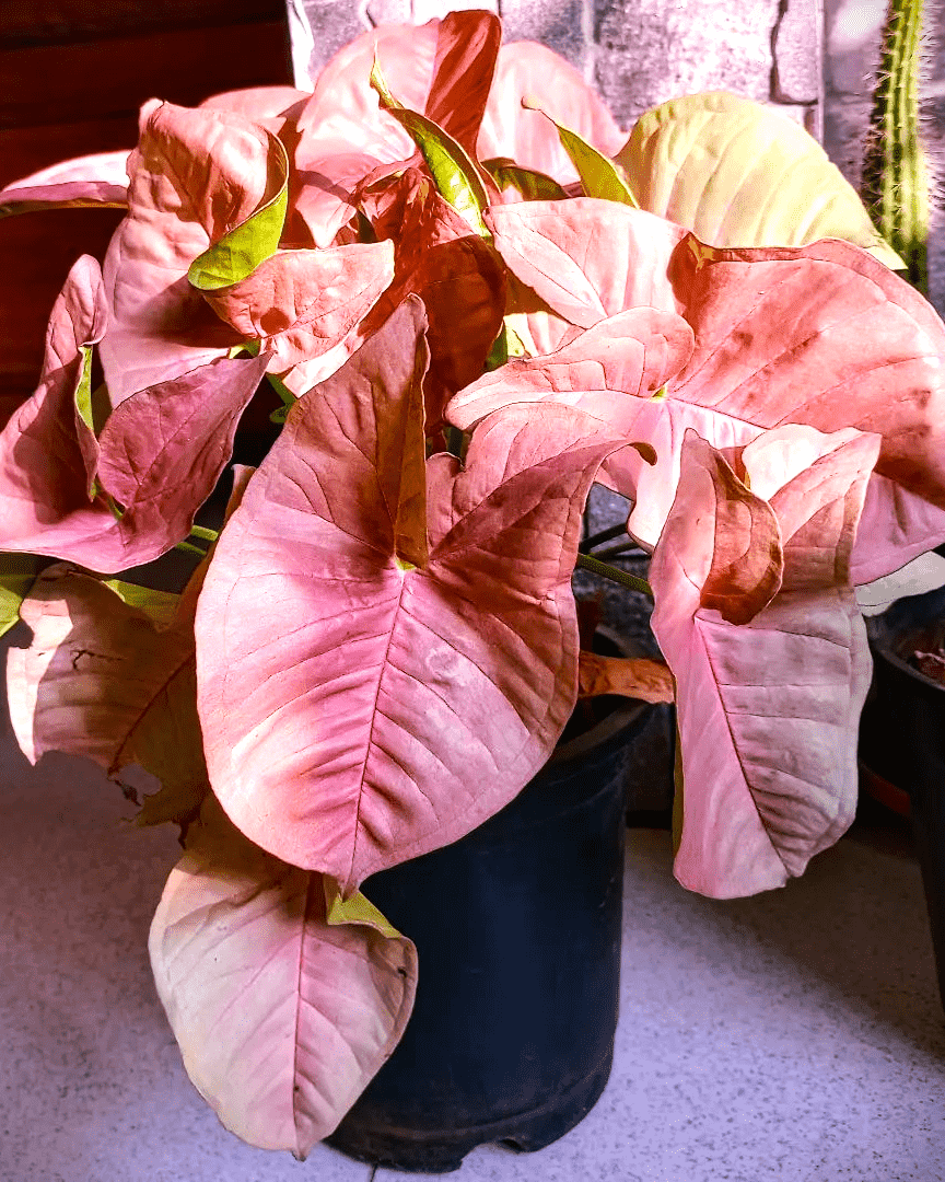 foliage of pink syngonium