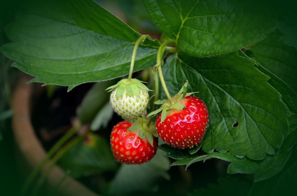 Young strawberry fruiting