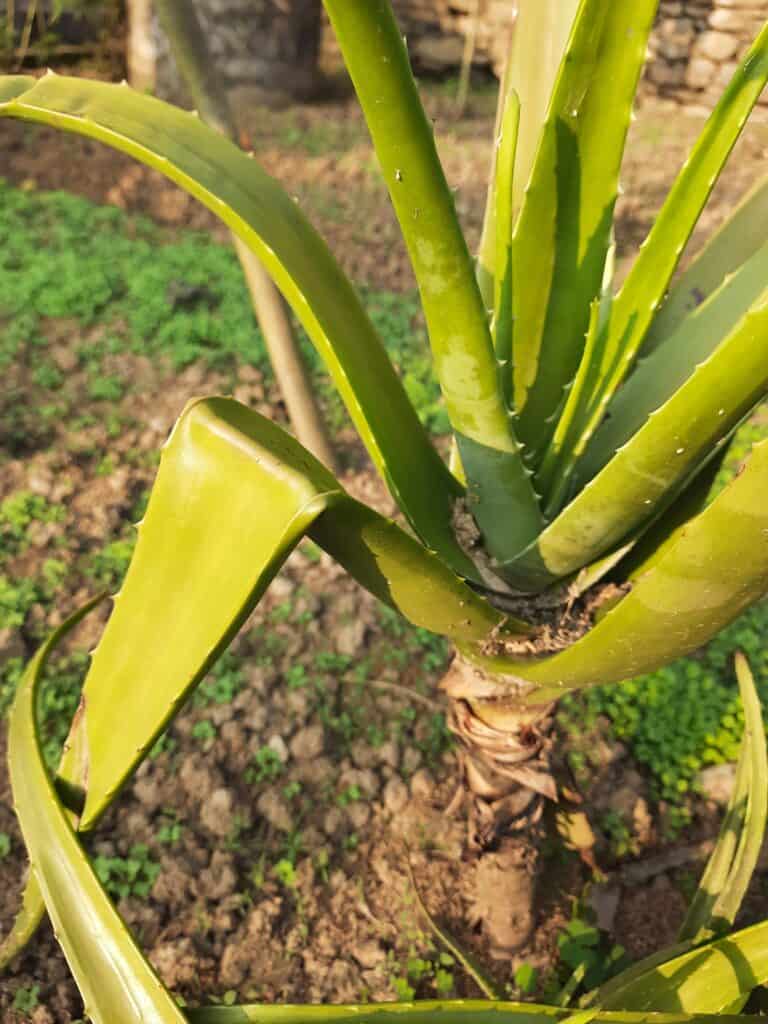 How to Cut the Aloe Vera Plant without Killing it   Plants Craze ...