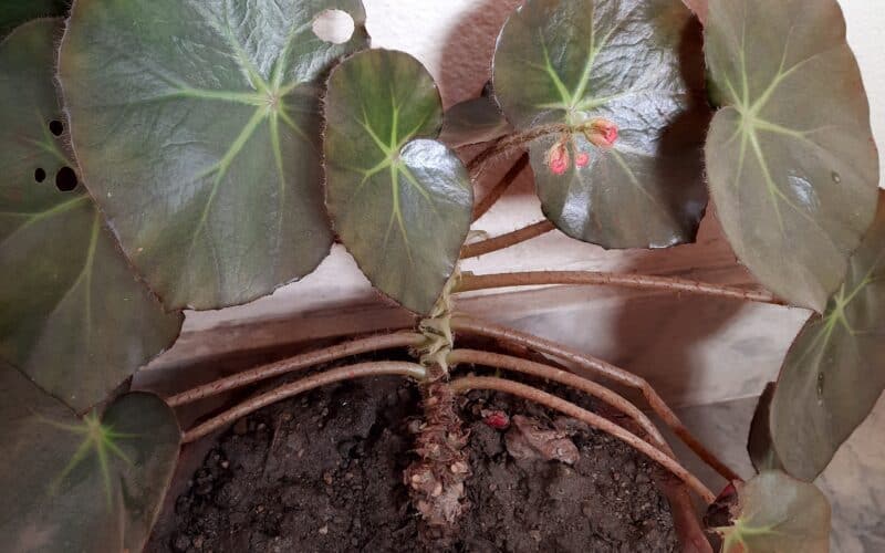 Beefsteak Begonia is about to flower