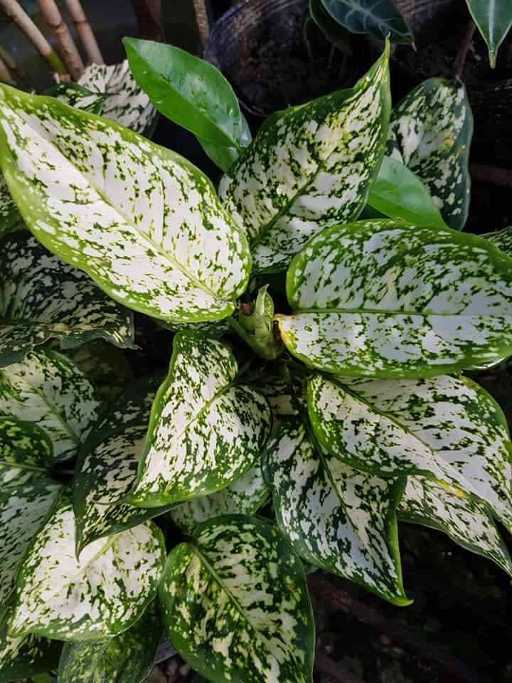 Top angle picture of Aglaonema White Calcite.