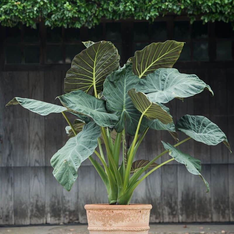 Alocasia Regal Shield Care and Growing Guide - Plants Craze