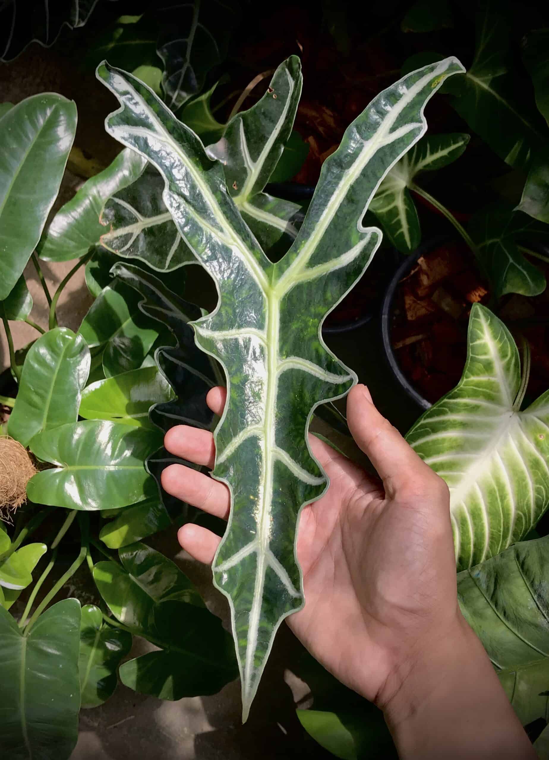 Alocasia light Requirements All Queries Solved! Plants Craze