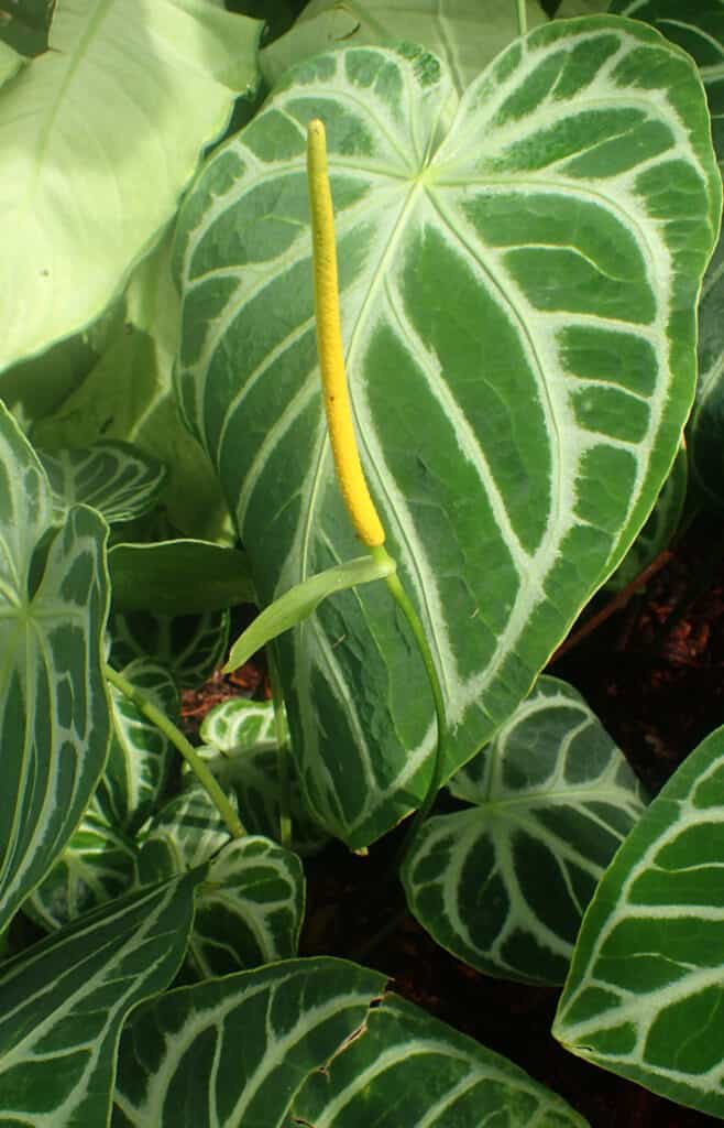 Anthurium crystallinum