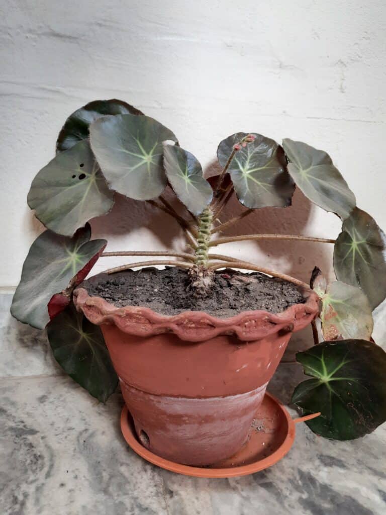 Beefsteak Begonia Potted in Terracotta Pot with a Saucer