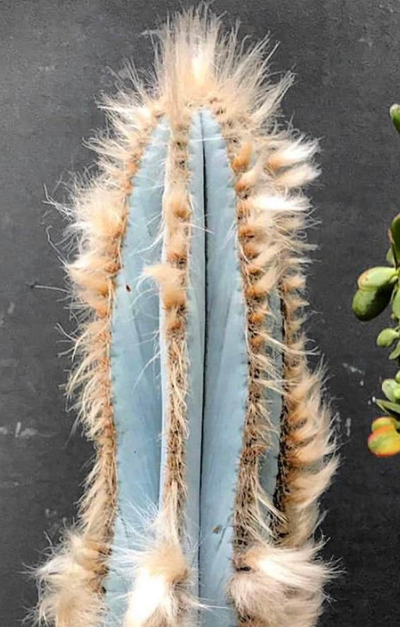 Blue Torch Cactus – Ultimate Care and Growing Guide - Plants Craze